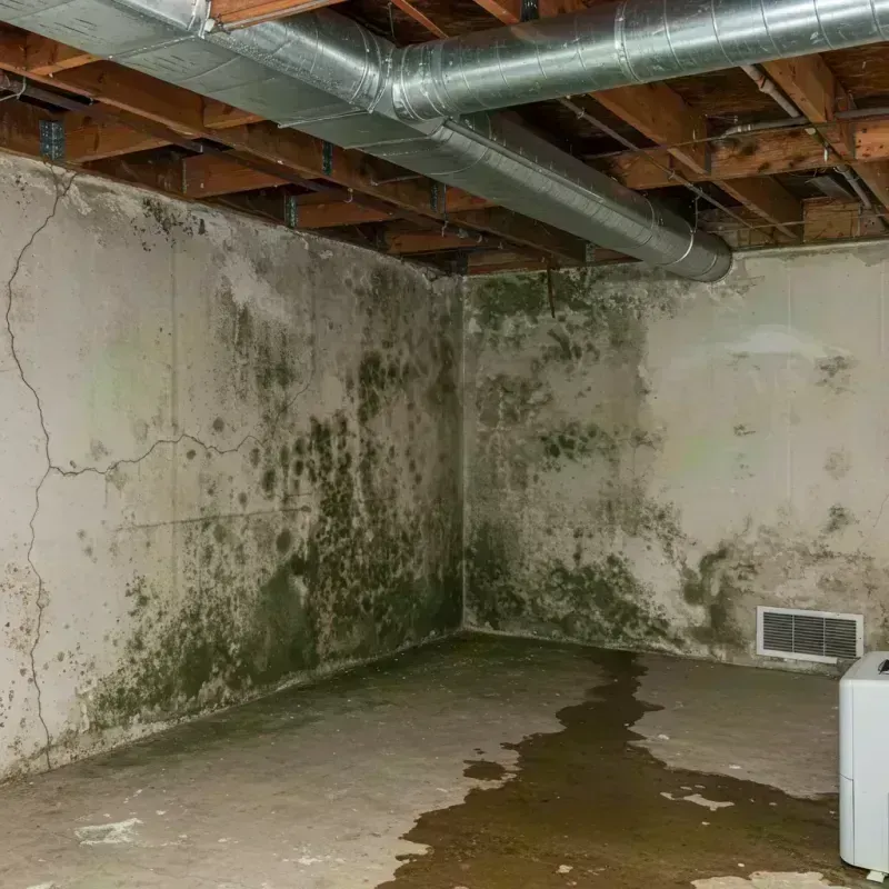 Professional Mold Removal in Roselle, IL